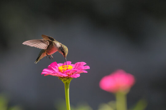 Red throated hummingbird hovering around wildflowers in garden. 