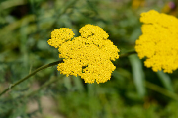 Fern-leaf yarrow flowers - Latin name - Achillea filipendulina © nahhan