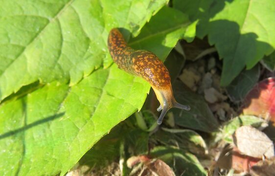Slug on green leaves in the garden