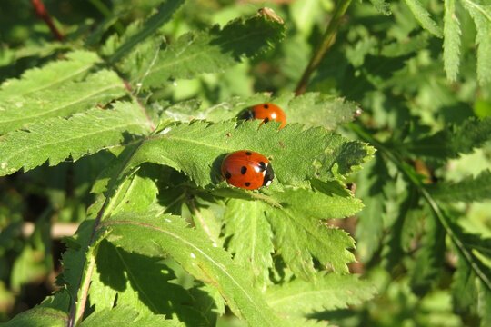 Ladybug on green leafs in the meadow