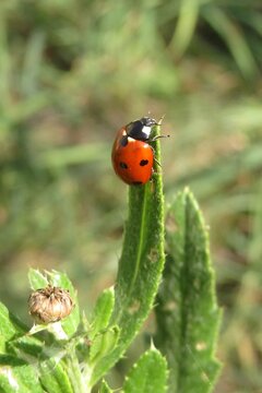 Ladybug on green plant n the meadow