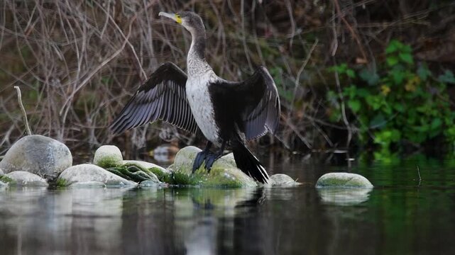CORMOR&Aacute;N GRANDE ALETEANDO Y REPOSANDO EN EL RIO ENCIMA DE UNA ROCA