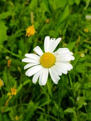 Fototapeta premium white daisy flower