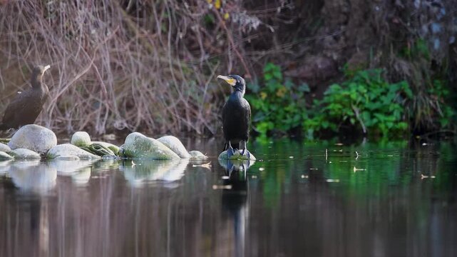 CORMOR&Aacute;N GRANDE ALETEANDO Y REPOSANDO EN EL RIO ENCIMA DE UNA ROCA