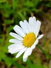 Fototapeta premium white daisy flower