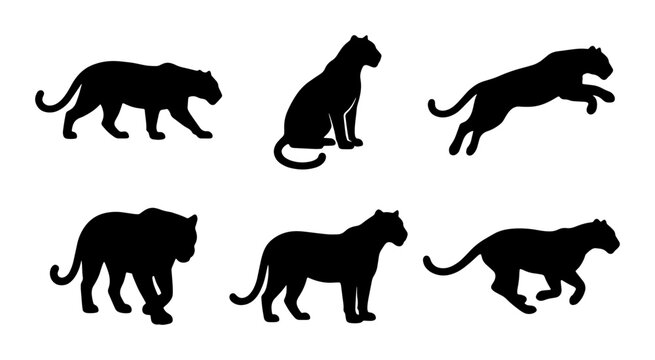 Black tiger silhouettes set, 6 wild cat vector icons. Predatory panther and leopard shapes in jumping, walking, and sitting poses.
