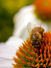bee on a flower © Veronika