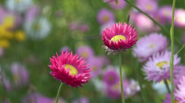 Close up of bright pink everlasting daisies swaying gently in a summer meadow with a soft bokeh background.