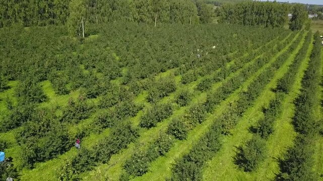 Drone flies diagonally over apple orchard field
