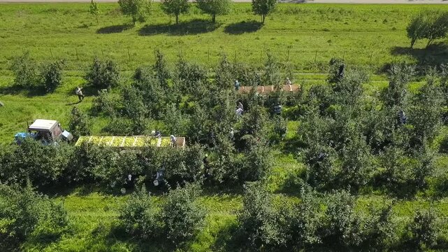 Orbiting aerial of apple picking activity