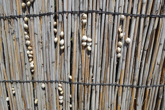 Petits escargots colles sur la palissage de brindilles