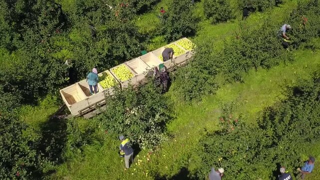 Circling aerial of workers packing apples