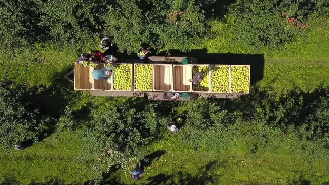 Smooth takeoff above apple sorting workers