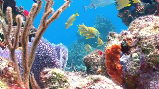 Vibrant coral reef scene with schools of yellow grunts and blue tangs swimming among colorful sponges and gorgonians in clear blue tropical water.