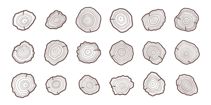Tree ring slices showing cross section and annual growth