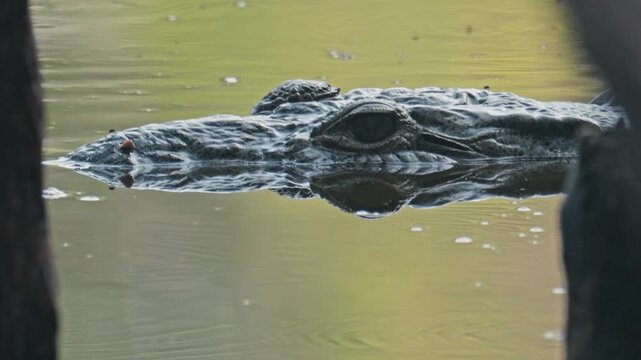 Menacing crocodile head with a staring eye is floating on the surface of murky water