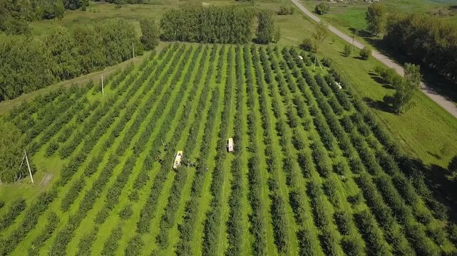Forward tracking shot of apple plantation