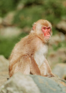 Snow Monkeys in Nagano, Japan
