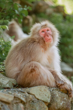Snow Monkeys in Nagano, Japan