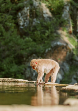 Snow Monkeys in Nagano, Japan