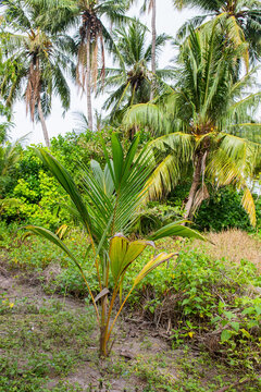 Young Tropical Palm Tree In Lush Green Jungle