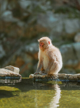 Snow Monkeys in Nagano, Japan