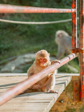 Snow Monkeys in Nagano, Japan