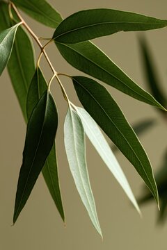 Indoor potted Eucalyptus citriodora plant with bright green foliage and minimalist background