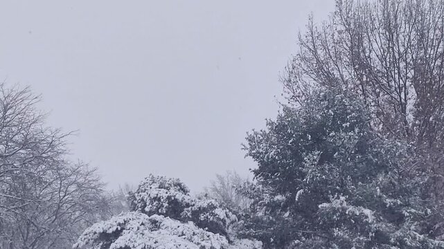 Gentle snowflakes fall from a gray sky onto snow-covered evergreen and deciduous trees during a winter storm.