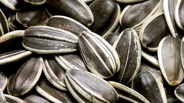 Macro view of raw sunflower seeds in their shells