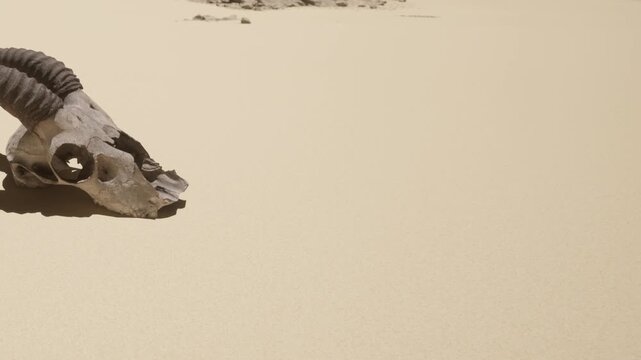 A skull of a large animal rests on the sand in a desert. The area shows dry and barren land with little vegetation. No signs of life are present in this remote location during sunlight.