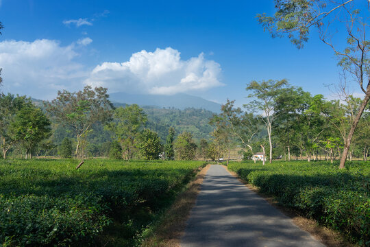 A beautiful road passing through tea estate of Jhalong, Dooars - North Bengal, West Bengal, India.