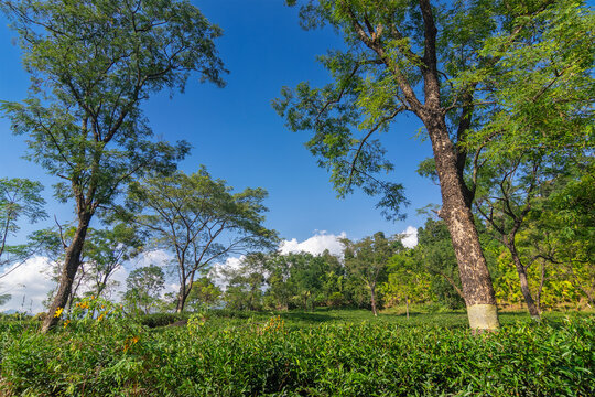 View of Jhalong tea estate with trees and blue sky with cloud above - tea estate stock image Lush greenery, surrounding valley landscapes, picturesque local tea garden at Dooars, West Bengal, India.