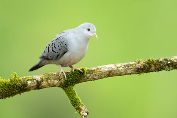 Obraz premium The blue ground dove (Claravis pretiosa). It is a resident breeder from southeastern Mexico to northwestern Peru and northern Argentina