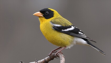 Fototapeta premium Evening Grosbeak Coccothraustes Vespertinus Colorful Songbird with Yellow Plumage