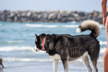 Black and White Siberian Husky Walking Along a Sunny Beach © kharzey