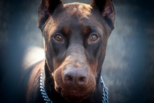 brauner Dobermann im Portrait