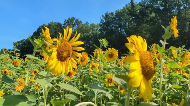 Bees pollinate the Dix Park sunflowers on a breezy day near downtown Raleigh