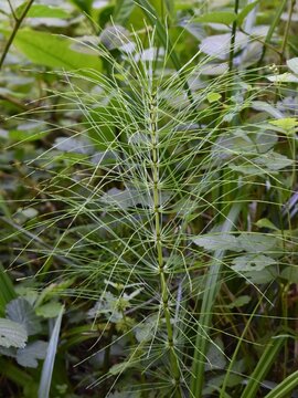 Tige de Pr&ecirc;le fluviatile, Water horsetail (Equisetum fluviatile) poussant dans une clairi&egrave;re humide.