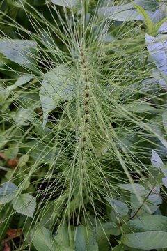 Tige st&eacute;rile de Grande Pr&ecirc;le, Northern giant horsetail (Equisetum telmateia) poussant dans une clairi&egrave;re humide.