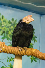 Blyth's hornbill © Oleg