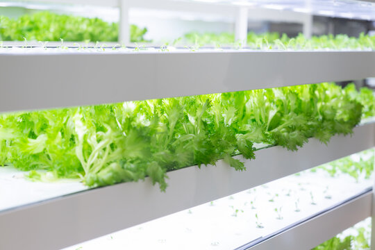 植物工場
