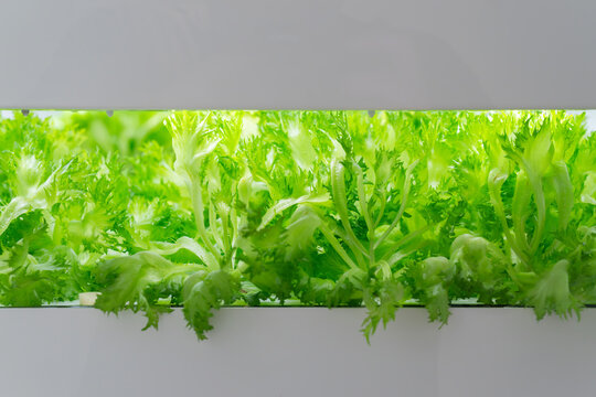 植物工場