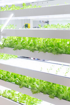 植物工場