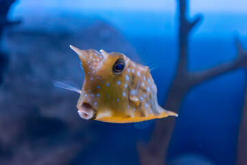 Longhorn cowfish © Oleg