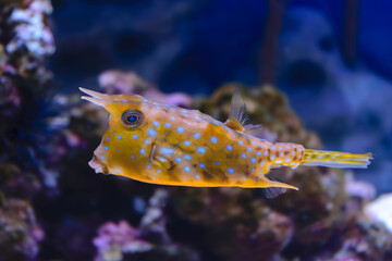Longhorn cowfish © Oleg