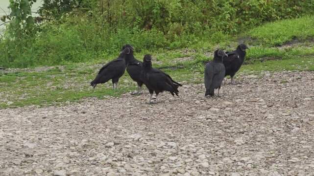 American black vulture and group of vultures birds standing along Ohio shoreline near Columbus, OH as their featherless heads stare and prey on water edge of Hoover Reservoir nature wildlife area 4k