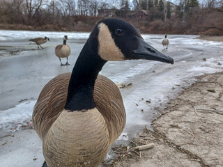 Canada Geese Forage In Snow © achpf