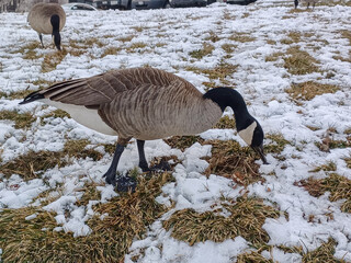 Canada Geese Forage In Snow © achpf