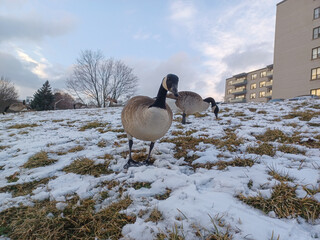 Canada Geese Forage In Snow © achpf